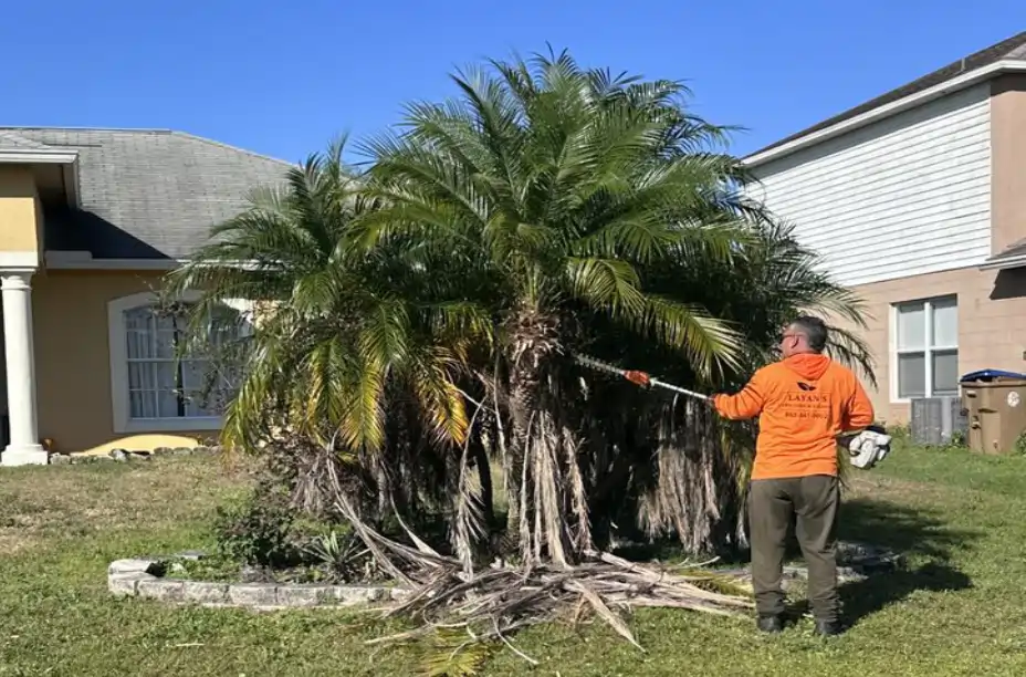 lyan before 1 lyan before 1